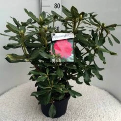 Rhododendron (Rhododendron 'Nova Zembla') -DIRECTPLANT Winkel rh. nova zembla c10 50 cm 1