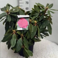 Rhododendron (Rhododendron 'American Beauty') -DIRECTPLANT Winkel rh. p. a. beauty c10 50 cm 1