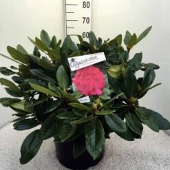 Rhododendron (Rhododendron 'American Beauty') -DIRECTPLANT Winkel rh. p.a. beauty c20 1