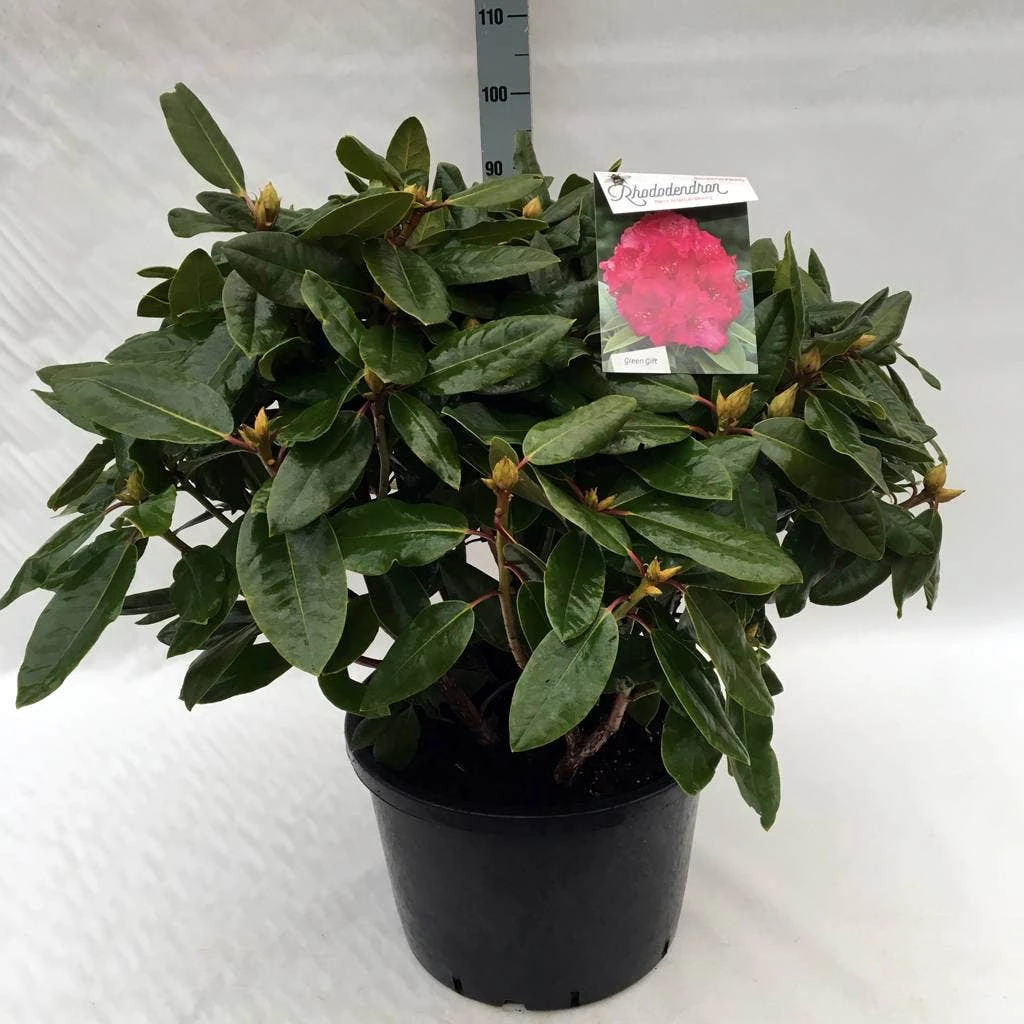 Rhododendron (Rhododendron 'American Beauty') 12 Rhododendron (Rhododendron 'American Beauty') - Afbeelding 10