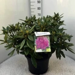 Rhododendron (Rhododendron 'Polarnacht') -DIRECTPLANT Winkel rh. polarnacht c20