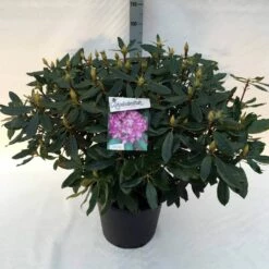 Bosrhododendron (Rhododendron Ponticum 'Roseum') -DIRECTPLANT Winkel rh. pont. roseum c30