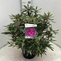 Bosrhododendron (Rhododendron Ponticum 'Variegatum') -DIRECTPLANT Winkel rh. pont. variegatum c10 50 cm