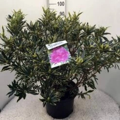 Bosrhododendron (Rhododendron Ponticum 'Variegatum') -DIRECTPLANT Winkel rh. pont. variegatum c20