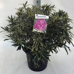 Bosrhododendron (Rhododendron Ponticum 'Variegatum') -DIRECTPLANT Winkel rh. pont. variegatum c30