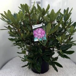Bosrhododendron (Rhododendron Ponticum 'Roseum') -DIRECTPLANT Winkel rh. ponticum roseum c20