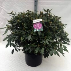 Bosrhododendron (Rhododendron Ponticum 'Roseum') -DIRECTPLANT Winkel rh. ponticum roseum c40
