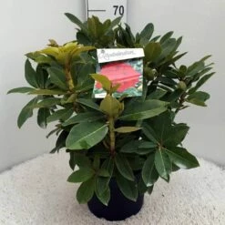 Rhododendron (Rhododendron 'Red Jack') -DIRECTPLANT Winkel rh. red jack c10 50 cm 2