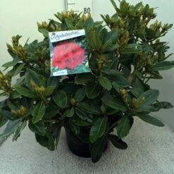 Rhododendron (Rhododendron 'Red Jack') -DIRECTPLANT Winkel rh. red jack c20 2