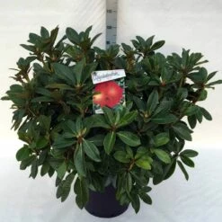 Rhododendron (Rhododendron 'Red Jack') -DIRECTPLANT Winkel rh. red jack c30
