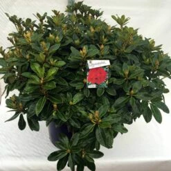 Rhododendron (Rhododendron 'Red Jack') -DIRECTPLANT Winkel rh. red jack c80