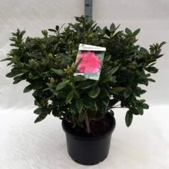 Rhododendron (Rhododendron 'Rocket') -DIRECTPLANT Winkel rh. rocket c40 1