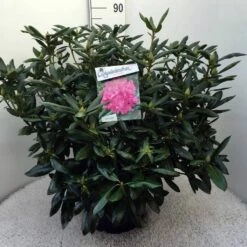 Rhododendron (Rhododendron 'Roseum Elegans') -DIRECTPLANT Winkel rh. roseum elegans c20 2