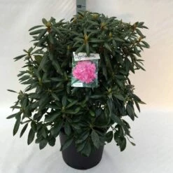 Rhododendron (Rhododendron 'Roseum Elegans') -DIRECTPLANT Winkel rh. roseum elegans c30