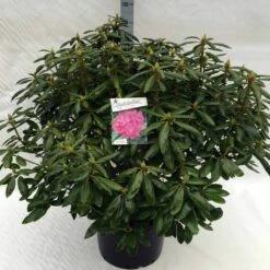 Rhododendron (Rhododendron 'Roseum Elegans') -DIRECTPLANT Winkel rh. roseum elegans c40 2
