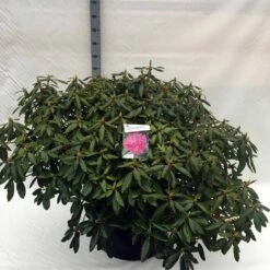 Rhododendron (Rhododendron 'Roseum Elegans') -DIRECTPLANT Winkel rh. roseum elegans c80 2