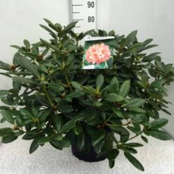 Rhododendron (Rhododendron 'Virginia Richards') -DIRECTPLANT Winkel rh. virg. richards c20