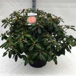 Rhododendron (Rhododendron 'Virginia Richards') -DIRECTPLANT Winkel rh. virginia richards c40
