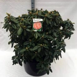 Rhododendron (Rhododendron 'Virginia Richards') -DIRECTPLANT Winkel rh. virginia richards c80 1