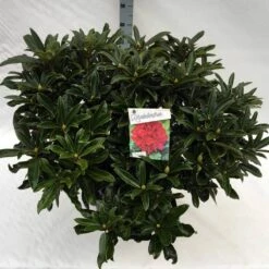 Rhododendron (Rhododendron 'Wilgen's Ruby') -DIRECTPLANT Winkel rh. wilgen ruby c40