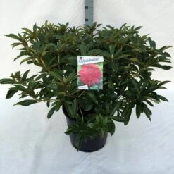 Rhododendron (Rhododendron 'Wilgen's Ruby') -DIRECTPLANT Winkel rh. wilgen s ruby c30