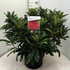 Rhododendron (Rhododendron 'Wilgen's Ruby') -DIRECTPLANT Winkel rh. wilgens ruby c20