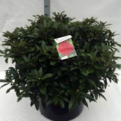 Rhododendron (Rhododendron 'Wilgen's Ruby') -DIRECTPLANT Winkel rh. wilgens ruby c80