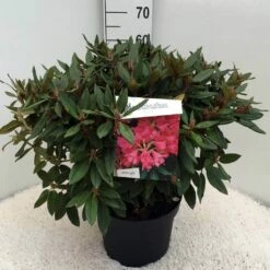 Rhododendron (Rhododendron 'Winsome') -DIRECTPLANT Winkel rh. winsome c10 50 cm 1