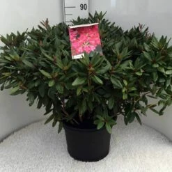 Rhododendron (Rhododendron 'Winsome') -DIRECTPLANT Winkel rh. winsome c20