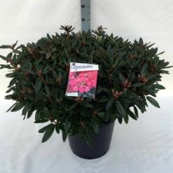 Rhododendron (Rhododendron 'Winsome') -DIRECTPLANT Winkel rh. winsome c30
