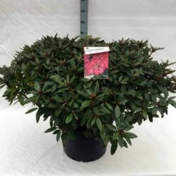 Rhododendron (Rhododendron 'Winsome') -DIRECTPLANT Winkel rh. winsome c40