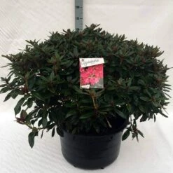 Rhododendron (Rhododendron 'Winsome') -DIRECTPLANT Winkel rh. winsome c80 1