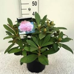 Rhododendron (Rhododendron 'Doc') -DIRECTPLANT Winkel rh. y doc c5