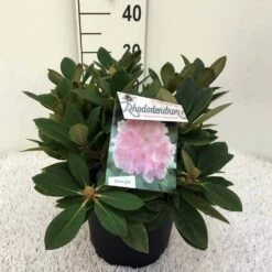 Dwergrhododendron (Rhododendron 'Dreamland') -DIRECTPLANT Winkel rh. y dreamland c5 1