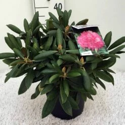 Dwergrhododendron (Rhododendron 'Polaris') -DIRECTPLANT Winkel rh. y polaris c5 2