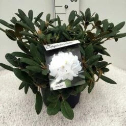 Dwergrhododendron (Rhododendron 'Porzellan') -DIRECTPLANT Winkel rh. y porzelan c10 1