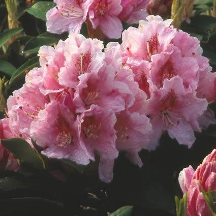 Rhododendron (Rhododendron 'Albert Schweitzer') 3 Rhododendron (Rhododendron 'Albert Schweitzer')
