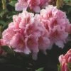 Rhododendron (Rhododendron 'Albert Schweitzer') -DIRECTPLANT Winkel rhaschwe 2