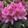 Rhododendron (Rhododendron 'Delta') -DIRECTPLANT Winkel rhdelta 2