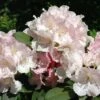 Rhododendron (Rhododendron 'Doc') -DIRECTPLANT Winkel rhdoc 2 1