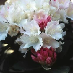 Dwergrhododendron (Rhododendron 'Dreamland') -DIRECTPLANT Winkel rhdreaml 2 1