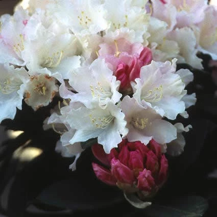 Dwergrhododendron (Rhododendron 'Dreamland') 4 Dwergrhododendron (Rhododendron 'Dreamland') - Afbeelding 2