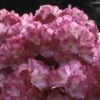 Dwergrhododendron (Rhododendron 'Fantastica') -DIRECTPLANT Winkel rhfantas 2 1