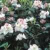 Rhododendron (Rhododendron 'Gomer Waterer') -DIRECTPLANT Winkel rhgwater 2 1