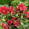 Rhododendron (Rhododendron 'Hachmann's Feuerschein) -DIRECTPLANT Winkel rhhfeuer 1 1