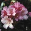 Dwergrhododendron (Rhododendron 'Kalinka')