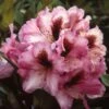 Rhododendron (Rhododendron 'Kokardia') -DIRECTPLANT Winkel rhkokard 2