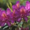Rhododendron (Rhododendron 'Marcel Menard') -DIRECTPLANT Winkel rhmmenar 1 1