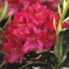 Rhododendron (Rhododendron 'Nova Zembla') -DIRECTPLANT Winkel rhnzembl 7