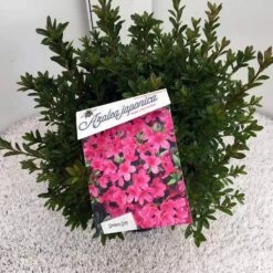 Japanse Azalea (Rhododendron 'Madame Van Hecke') -DIRECTPLANT Winkel rho. aj mme van hecke c10